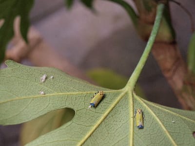 がんばるバナナ虫 広く浅く
