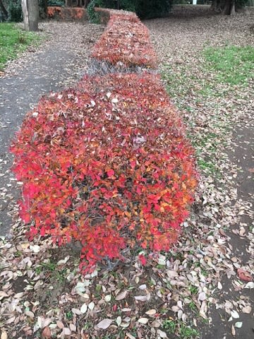 20161207_佐倉城址公園_1.JPG