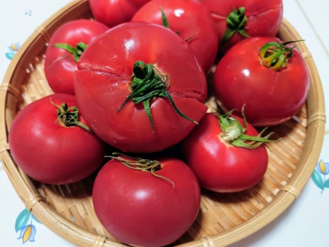 待ったなしのトマト 農 と言える