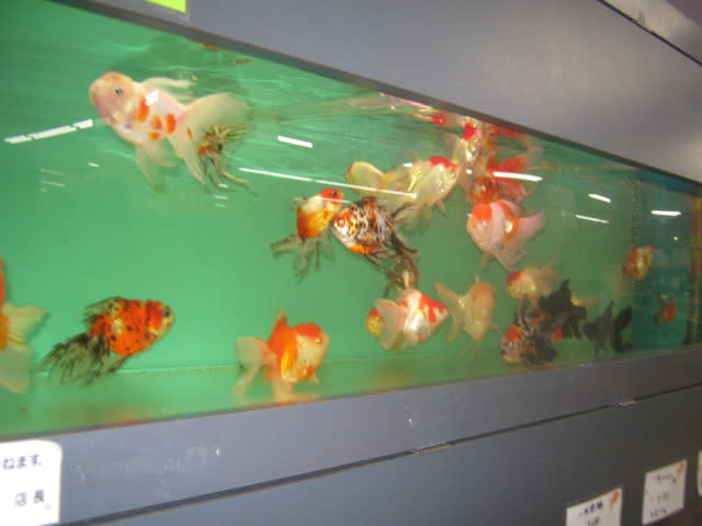 弥冨産金魚 ペットパラダイスピュアのブログ