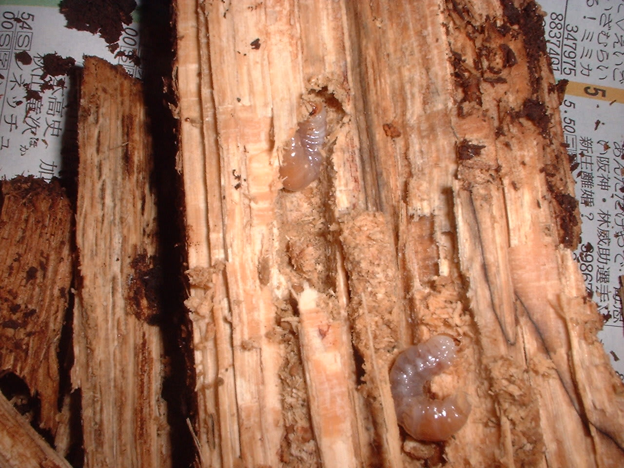 産卵木 くわマットのオオクワ幼虫の回収 クワガタの飼育記録