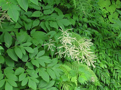 花の山ドンデン6月10 ヤマブキショウマ 10 06 26 地理の部屋と佐渡島 花の山ドンデン6月10 ヤマブキショウマ 10 06 26 地理の部屋と佐渡島
