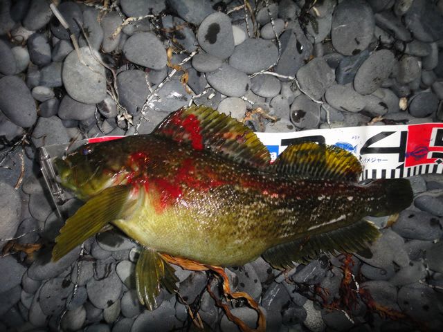 エレガントバス 日本記録 すべての魚の画像 エレガントバス 日本記録 すべての魚の画像