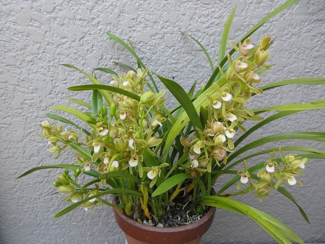 蜜蜂ラン・キンリョウヘン（金陵辺）白花 - 蘭すきです 開花記録 ...