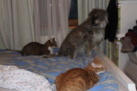 窮鼠 犬 猫を噛む キュウケンネコヲカム Joyce Over The Rainbow