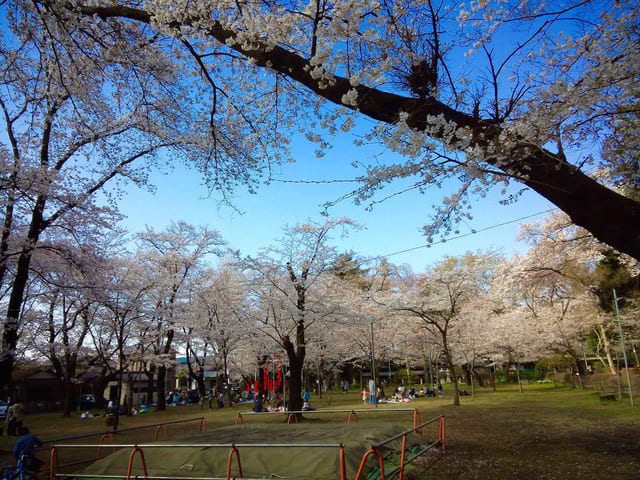 大和市 諏訪神社さんの桜 あられの日記 大和市 諏訪神社さんの桜 あられの日記