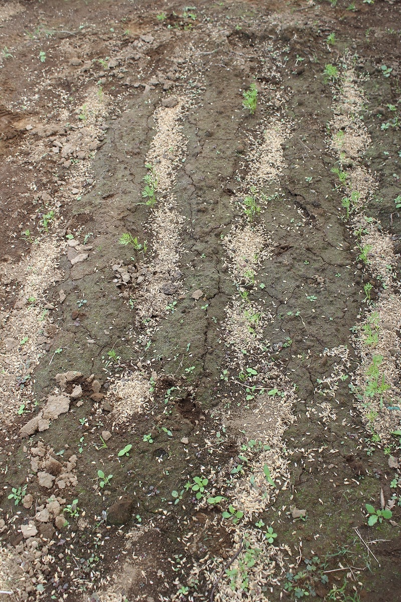 クリックで大きくなります。