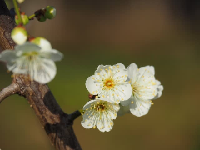 白い梅の花 花風景