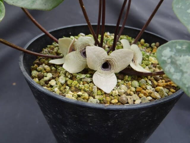 山野草）カンアオイ（寒葵）センカクカンアオイ 3号（1ポット