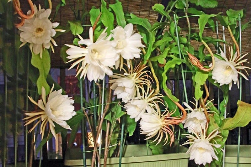 月下美人 純白の花が満開に 不思議ですね 同時って 写真で綴るすぎさんのブログ