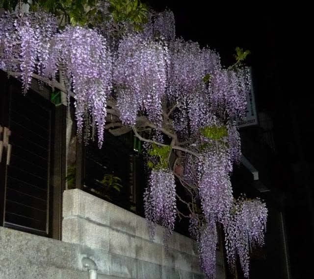 季節限定柄 季節を外しちゃったらどうする だってもう藤が咲いてるんですものー じざいや的日常 きものがたり 着物が織りなす素敵な物語