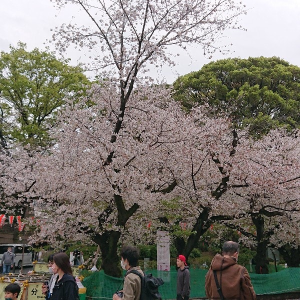 ブログ 上野公園で花見 韻松亭 広報邂逅記 ブログ 上野公園で花見 韻松亭 広報邂逅記