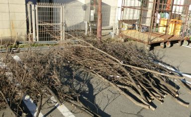 まゆ玉の枝 2718の滑り台log