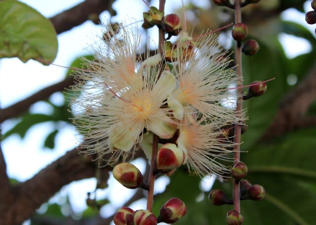 今朝のサガリバナ 沖縄の史跡と沖縄四季の花