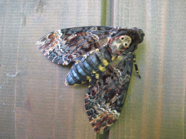 クロメンガタスズメ（国産） クロメンガタスズメ | 農業害虫や病害の防除・農薬情報｜病害虫