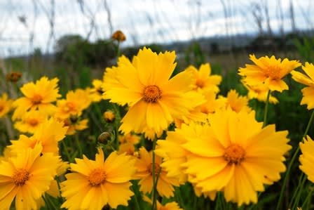 オオキンケイソウ 花を求めて オオキンケイソウ 花を求めて
