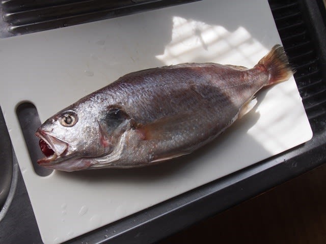 シログチ いぞらど Isolado 魚骨日誌