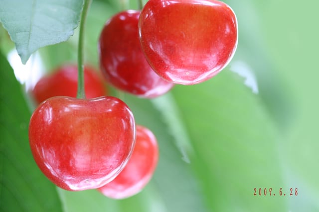 サクランボ 蝶をよぶ花々