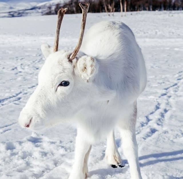 c発 Norway Rare White Reindeer Calf ジローのヨーロッパ考