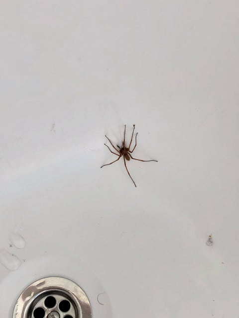 お 風呂 に 蜘蛛 スピリチュアル