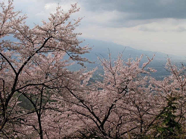 Sl撮影の合間に桜の花を求めて 岩殿山 山の神千本桜 東奔西歩の 出路迦芽 写真館 Sl撮影の合間に桜の花を求めて 岩殿山 山の神千本桜 東奔西歩の 出路迦芽 写真館