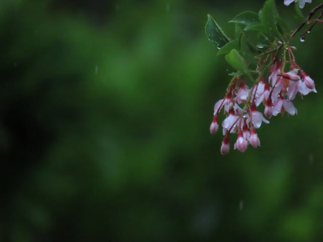 雨降りの中のベニバナエゴノキの花