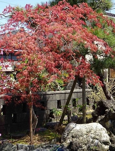 庭の紅黄葉 2019（4）～モミジ「紅枝垂れ」－1 - Koba の庭
