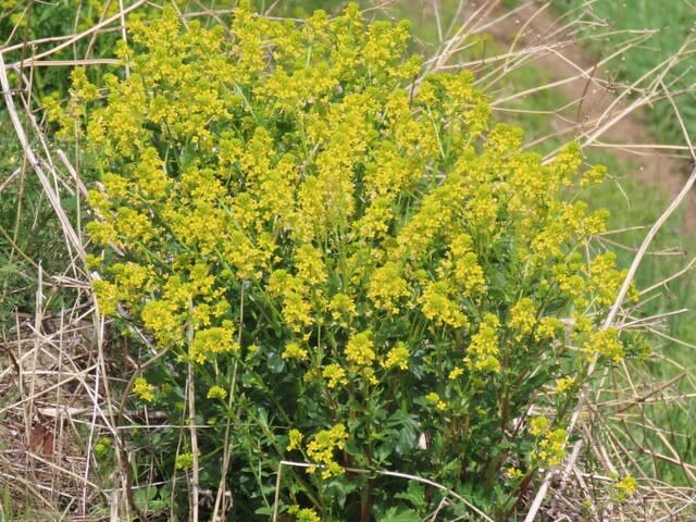 要注意外来生物 ハルザキヤマガラシ 春咲山芥子 ｍｔ７７のｂｌｏｇ