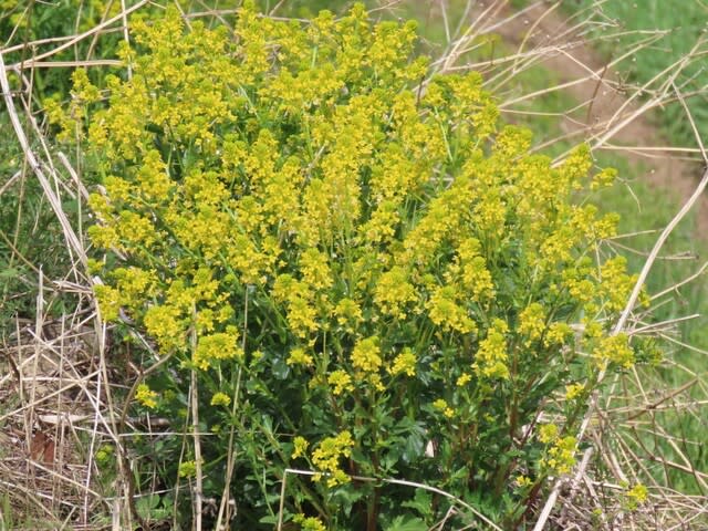 要注意外来生物　ハルザキヤマガラシ（春咲山芥子）