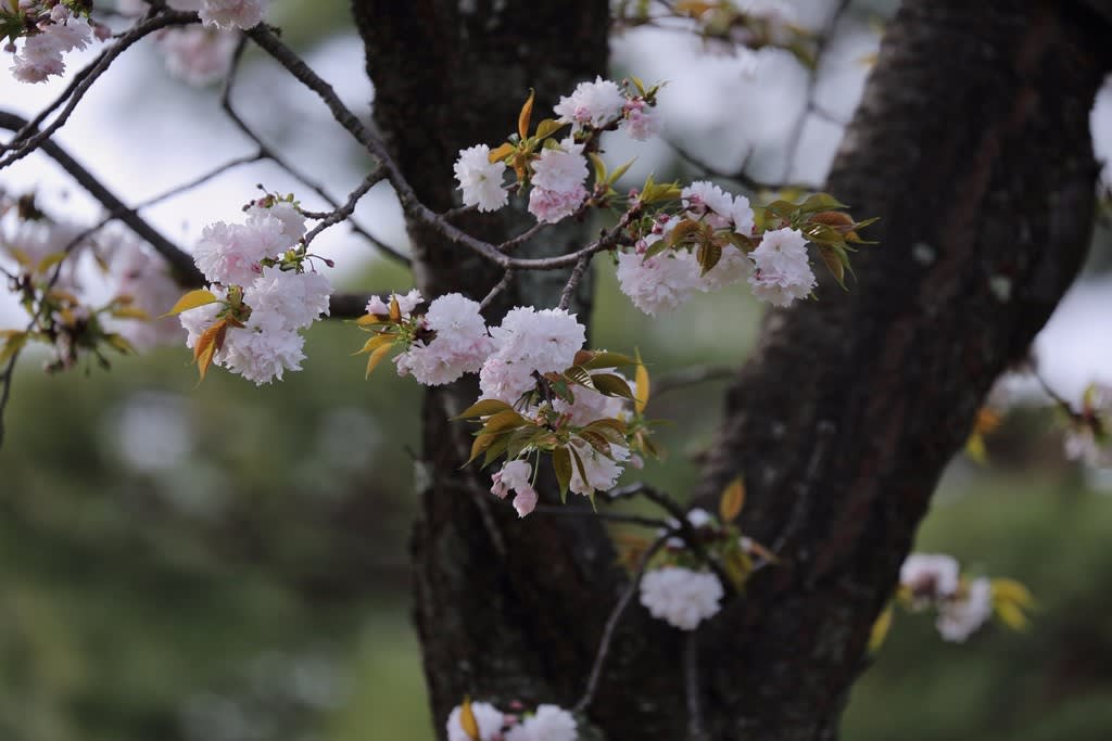兼六園 遅咲きの桜 関山 旭桜 塩釜桜 唐崎松 十月桜 冬桜 金沢から発信のブログ 風景と花と鳥など