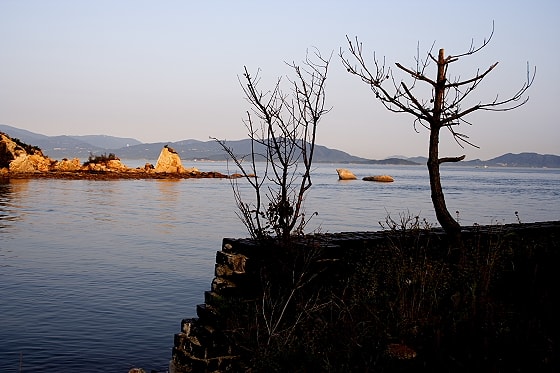 犬島Ⅵ