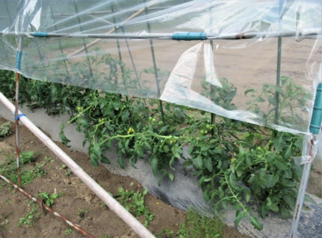 トマト連続摘芯栽培は捻枝を始める 里山悠々録