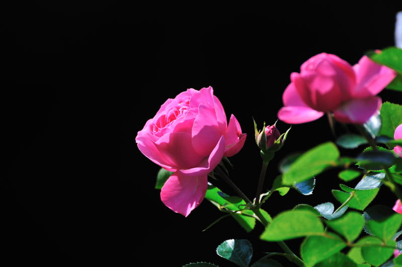 あの綺麗なバラの花をもう一度 Photo No 9434 レンズの向こうに