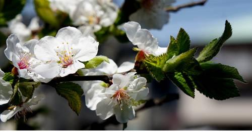 ユスラウメ 梅桃と庭梅と庭桜 里山コスモスブログ ユスラウメ 梅桃と庭梅と庭桜 里山コスモスブログ