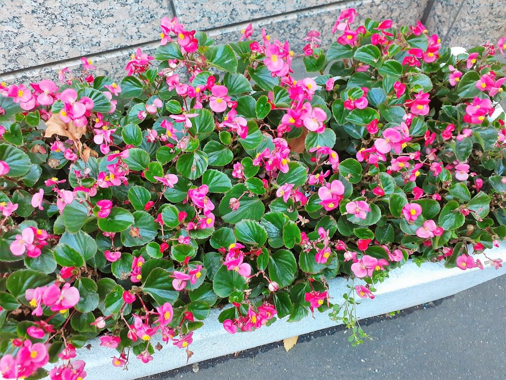 グリーン シーズンを締めくくる花 お花で一休み 96 コツコツ歩き隊 グリーン シーズンを締めくくる花 お花で一休み 96 コツコツ歩き隊