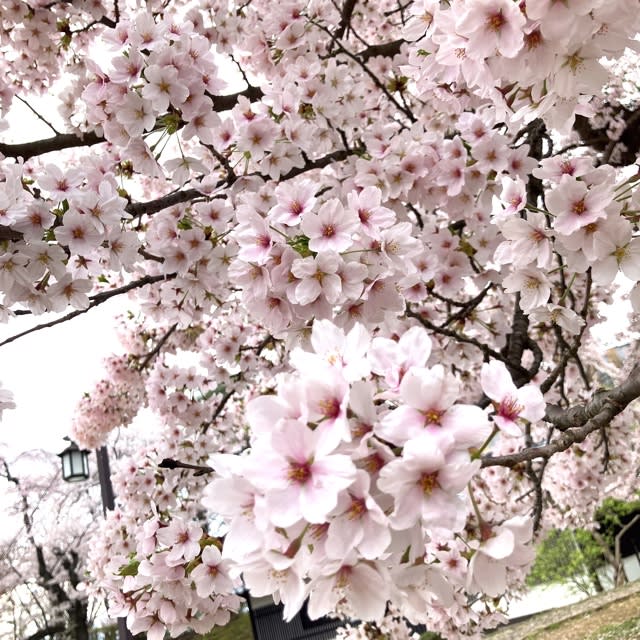 ようやく満開🌸 - エスプレッソはいかが？