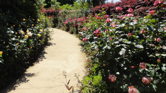 群馬県館林市の ザ トレジャーガーデン の薔薇が凄い その２ うさぎ学園 多趣味部
