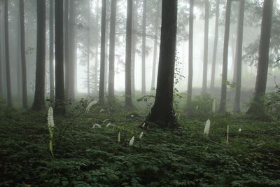 霧の朝森の中で 田舎暮らし 南信州四季折々の記