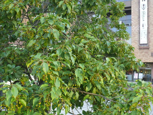 JR盛岡駅前のソヨゴ 2022年9月10日(土) - peaの植物図鑑