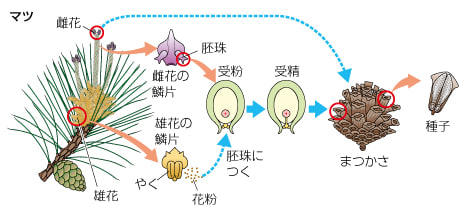 裸子植物 ベック式 難単語暗記法ブログ