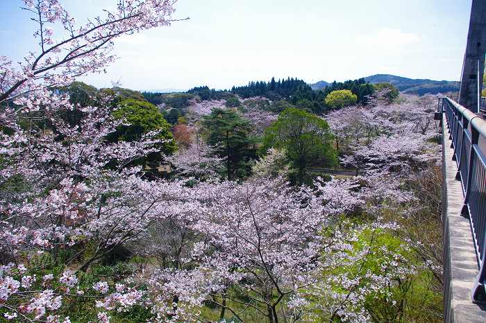 丸岡公園の桜 鹿児島の自然と食