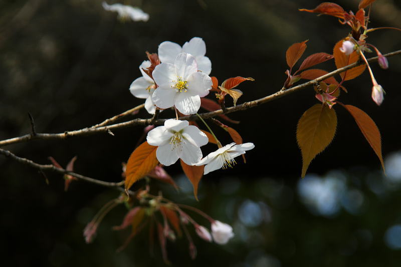 朝日ににほふ山桜花 東十条探偵団2 朝日ににほふ山桜花 東十条探偵団2
