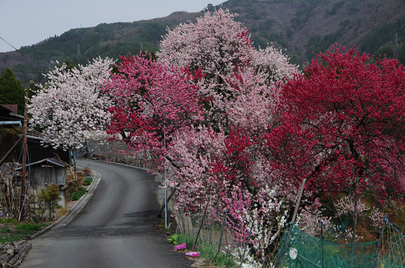 和合地区01 大鹿村和合地区の花桃