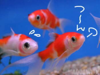 桜コメット アクアウィズのオススメ 熱帯魚 桜コメット アクアウィズのオススメ 熱帯魚
