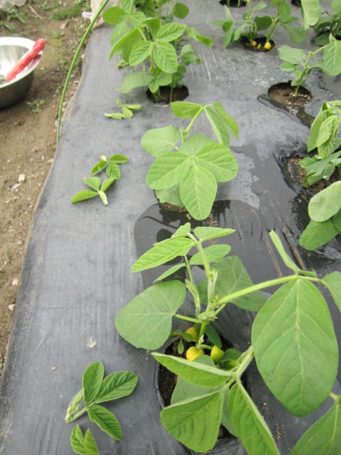 枝豆 2 は摘心で枝数増加と徒長防止出来ました 大好き 野菜の時間