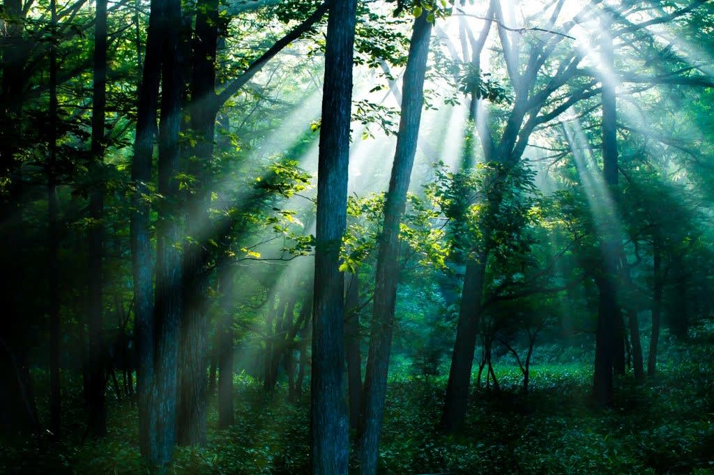 森の朝の写真
