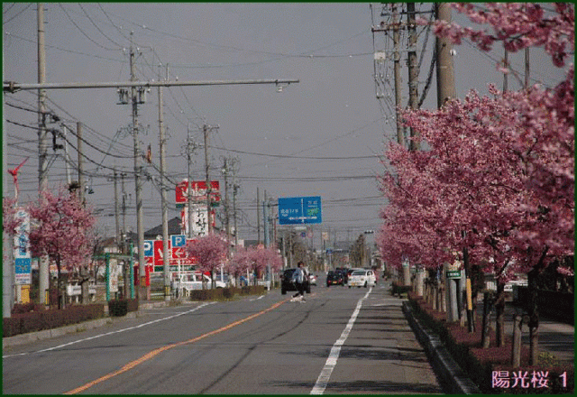 両側に街路樹として植栽された 濃いピンク色の花を咲かせる桜が見頃を迎えて 花咲爺やの気まぐれ通信