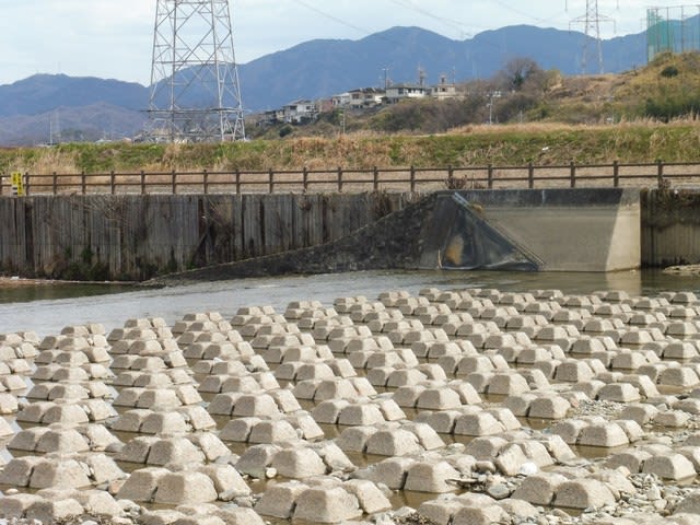 石川化石木 新たな発見 2017 2 28 富田林百景 とんだばやし とその周辺の魅力を発信 石川化石木 新たな発見 2017 2 28 富田林百景 とんだばやし とその周辺の魅力を発信
