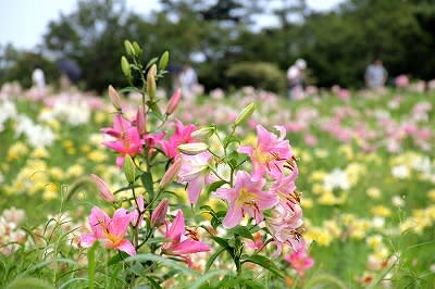 びわこ箱館山ゆり園に咲く美しいゆりの花 花ごよみ びわこ箱館山ゆり園に咲く美しいゆりの花 花ごよみ