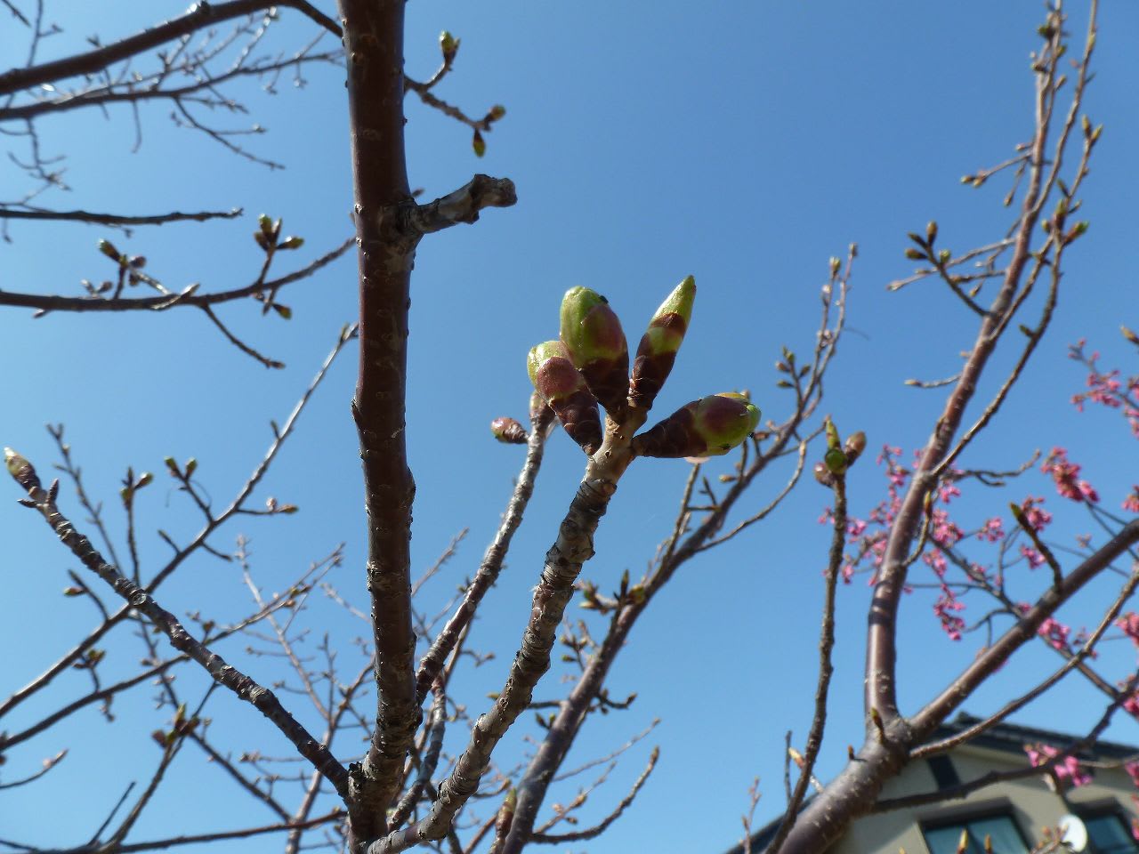遊歩道の寒緋桜の画像